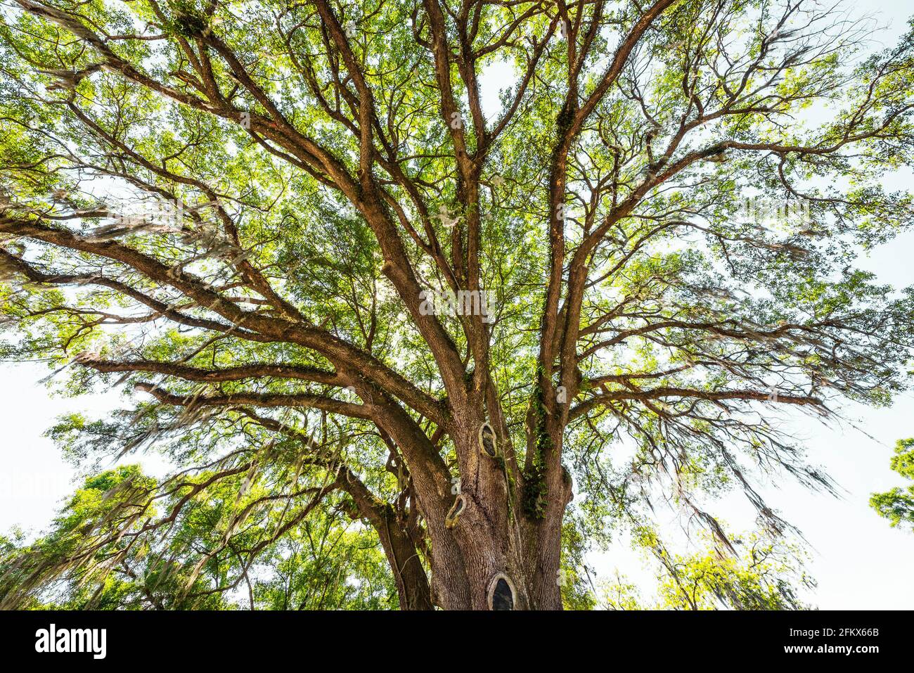 Live oak tree in the parking area outside the Fort White, Florida, Post
