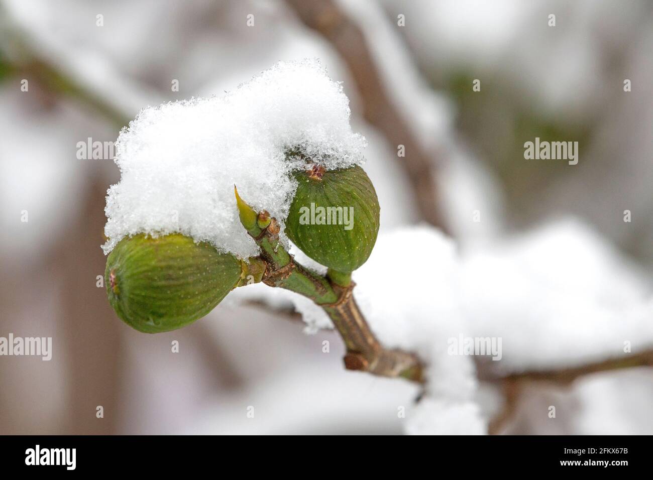 Figs, Fruits With Snow Stock Photo