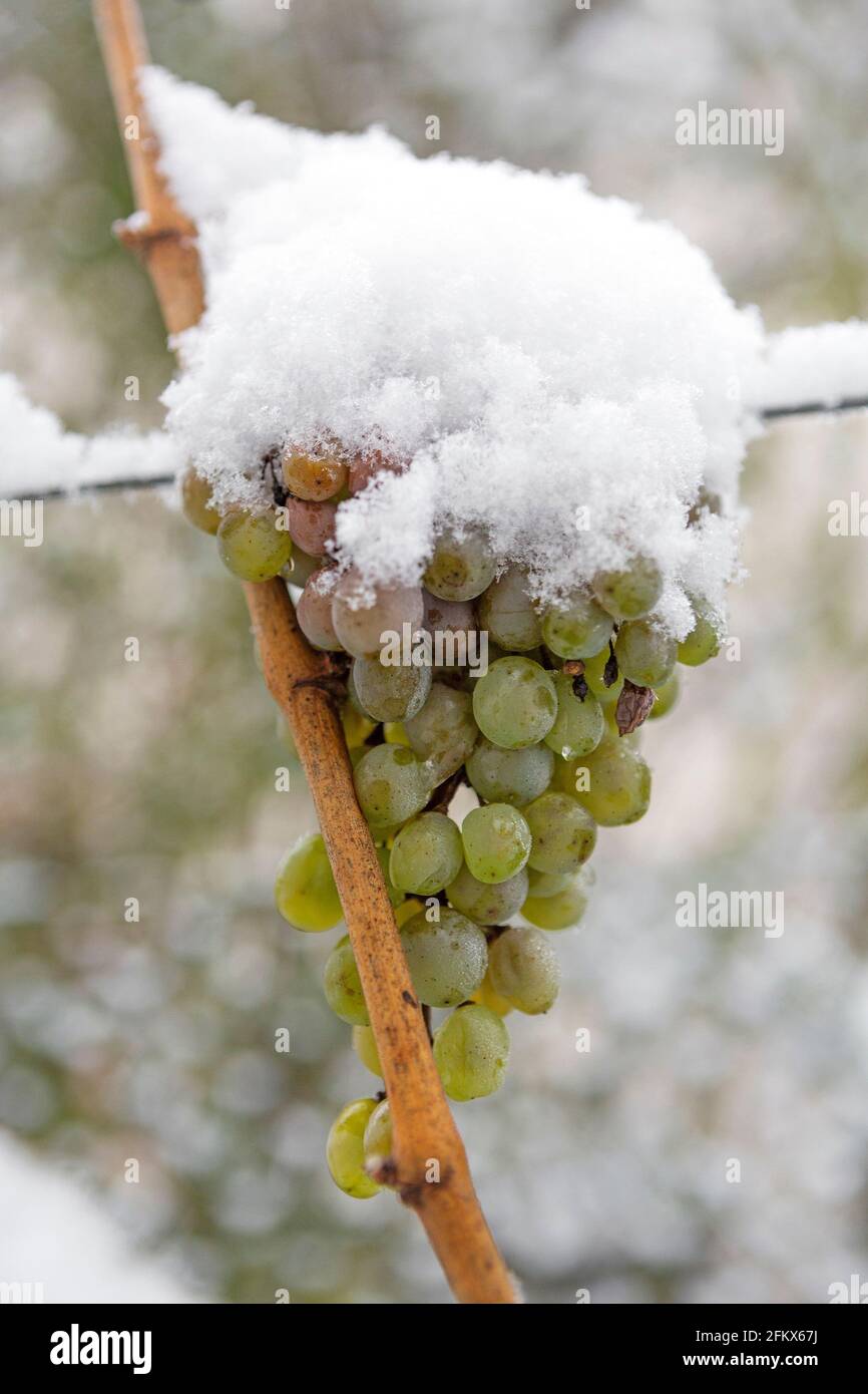 Grapes, Fruits With Snow Stock Photo