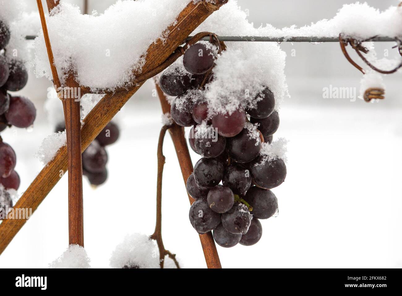 Grapes, Fruits With Snow Stock Photo