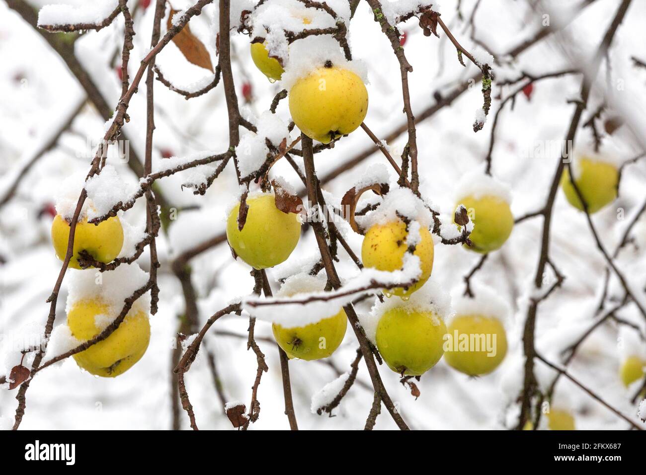 Apples, Fruits With Snow Stock Photo