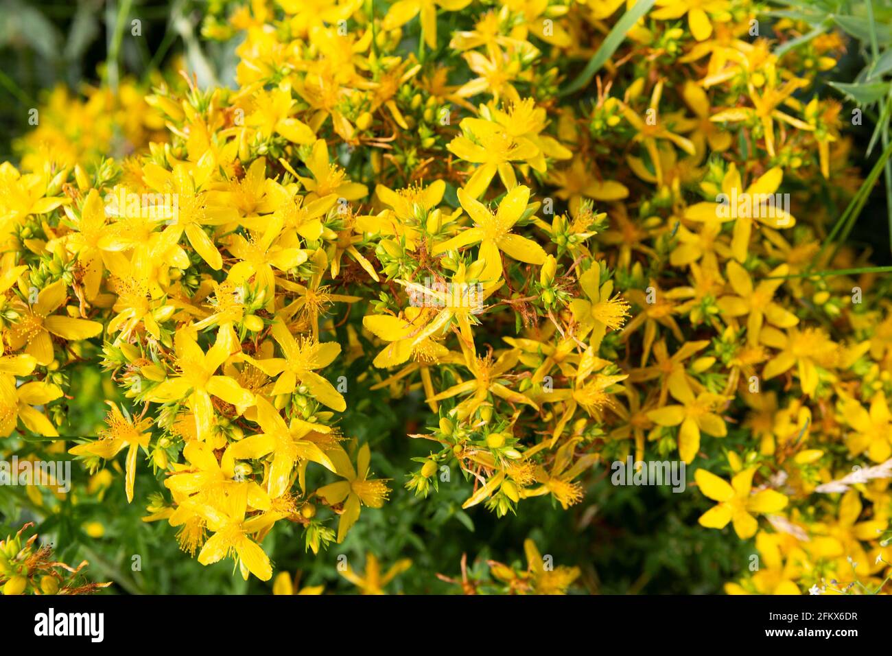 St  John&#39;s Wort, Hypericum Perforatum Stock Photo