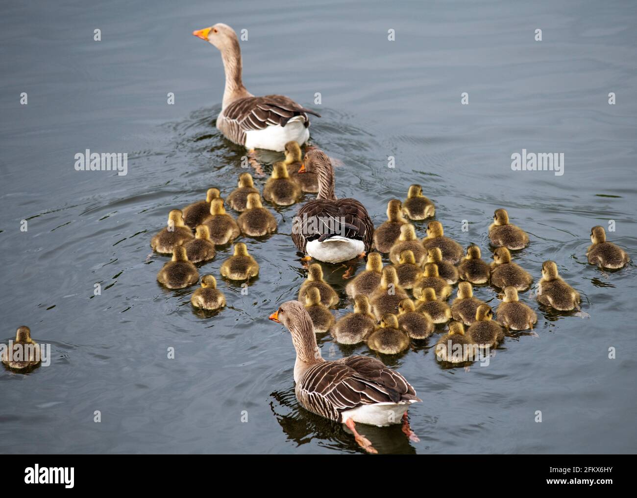 Greylag geese protecting goslings from several broods, River Ouse, North Yorkshire, UK Stock Photo