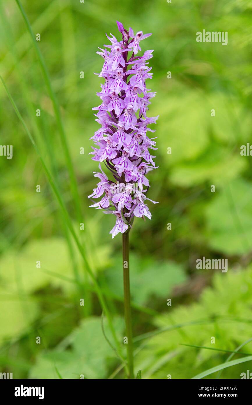 Spotted Orchid, Dactylorhiza Maculata Stock Photo