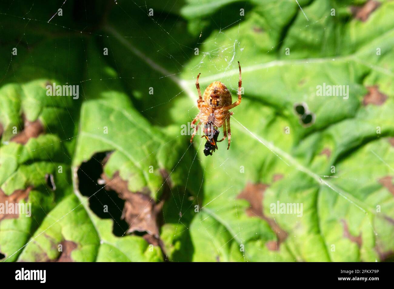 Real Garden Spider With Prey Stock Photo