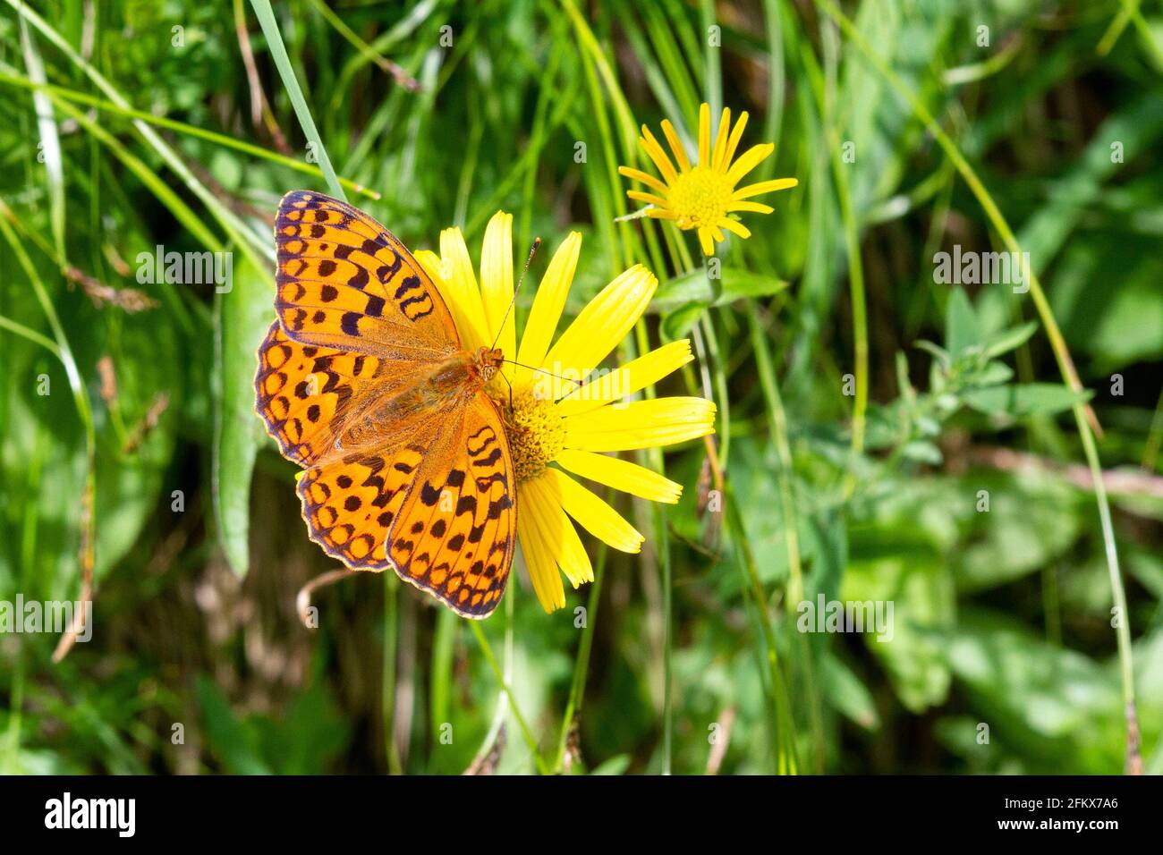 Imperial Coat, Argynnis Paphia, Butterfly Stock Photo