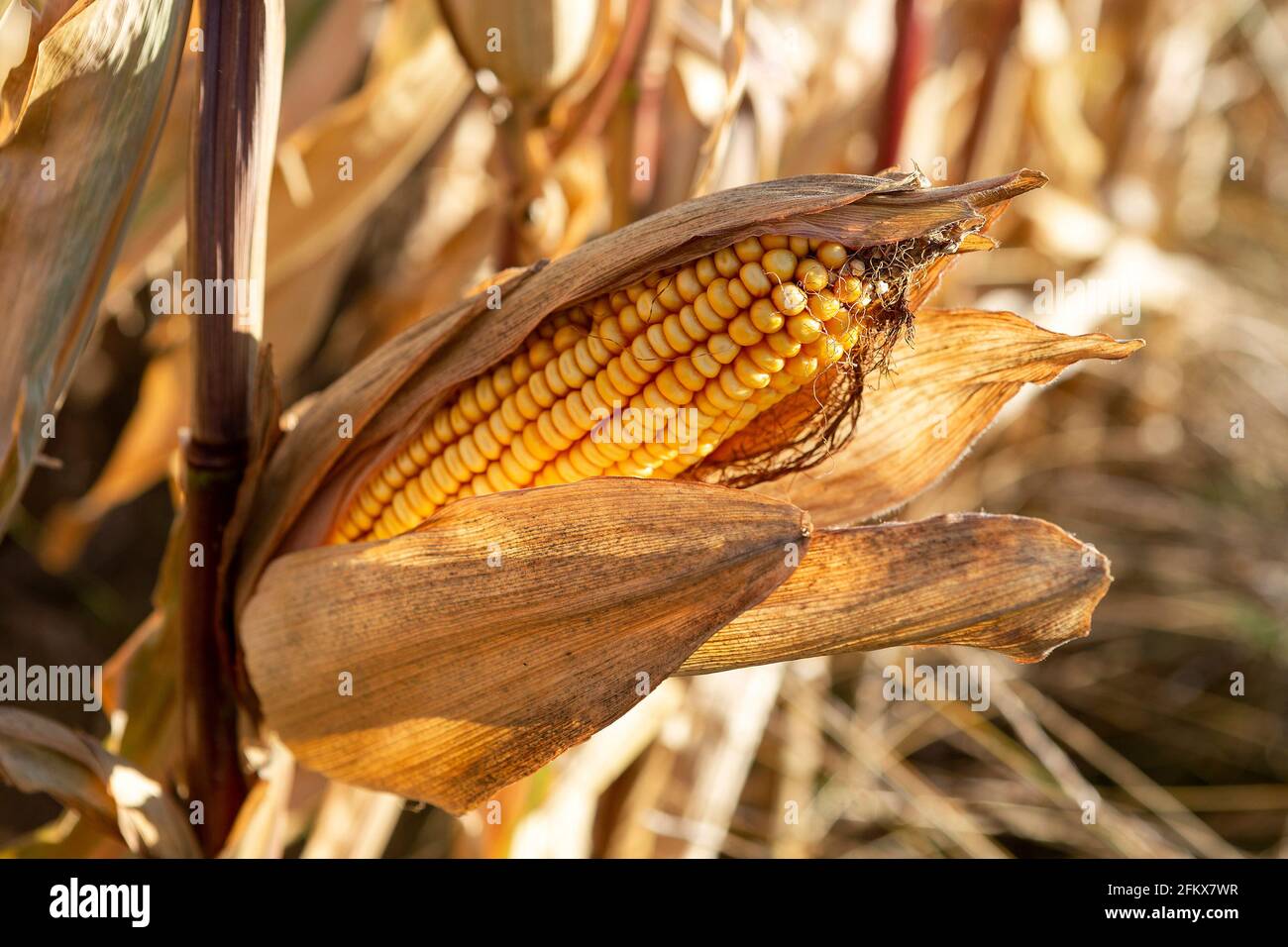 Reifer Mais High Resolution Stock Photography and Images - Alamy