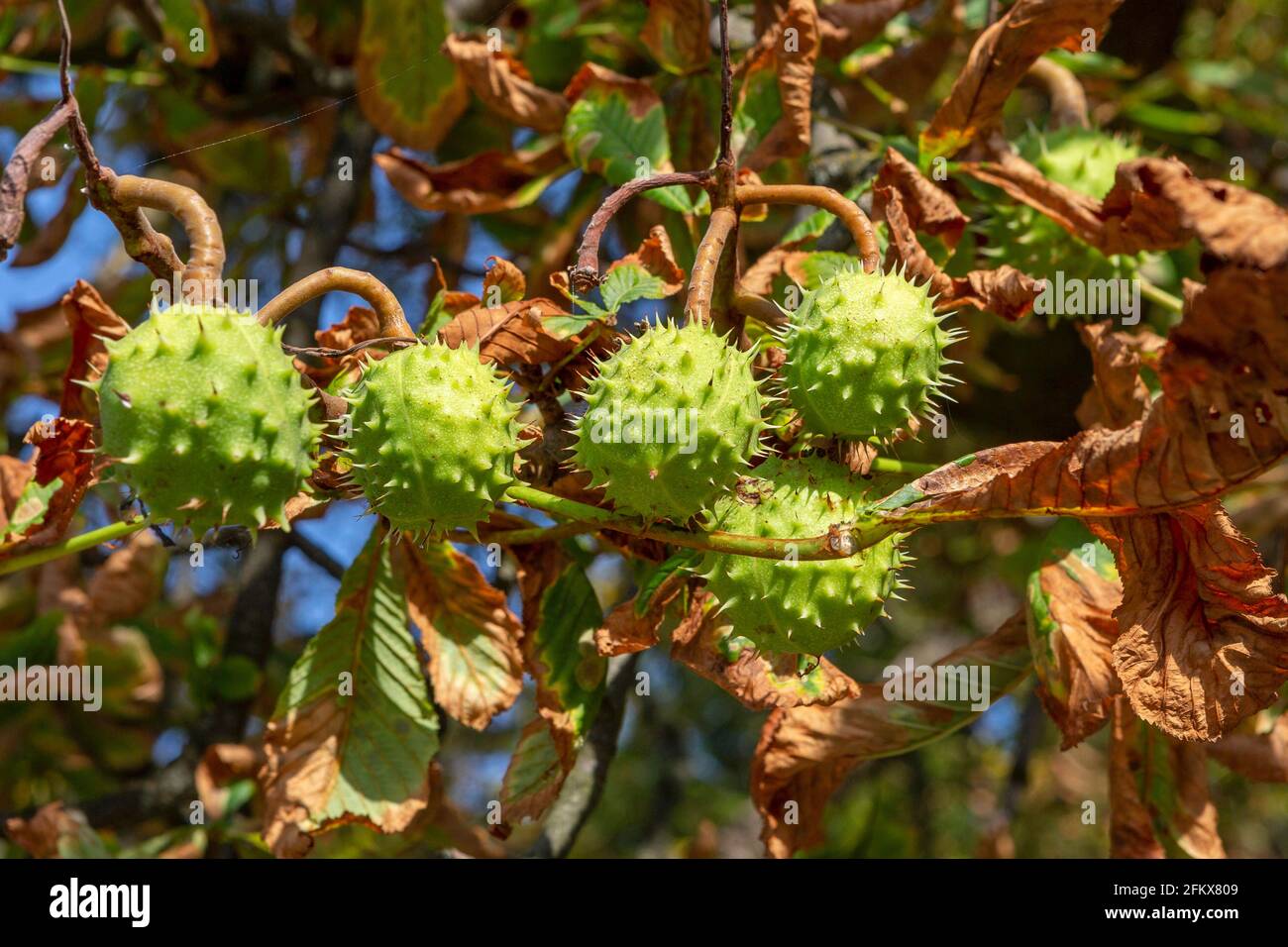 Horse Chestnuts, Aesculus Stock Photo