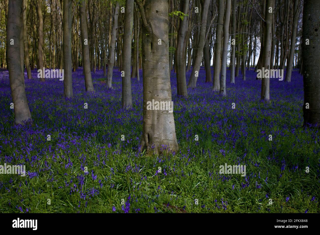 Blue bell woods. uk Stock Photo