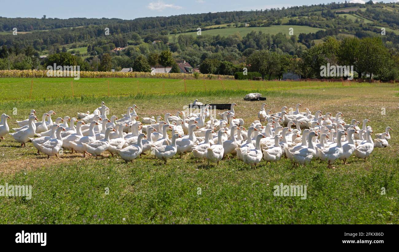 11 geese hi-res stock photography and images - Alamy