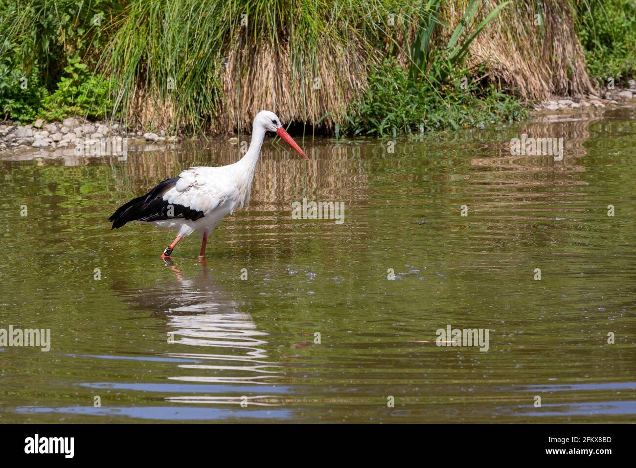 White Stork At The Foraging Stock Photo