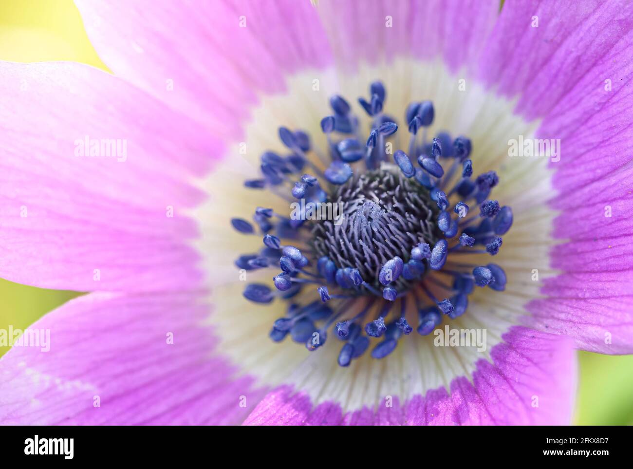 Pink flower. Close up photo with shallow depth of field. Macro photography. Stock Photo