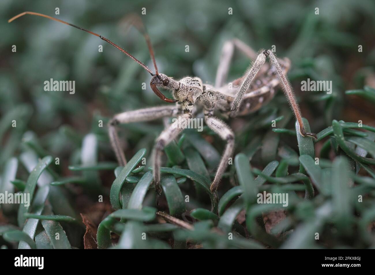 The Wheel Bug or Arilus cristatus in it's nymph stage of development...It is a very aggressive predator and is often referred to as 'Assassin Bug'. Stock Photo