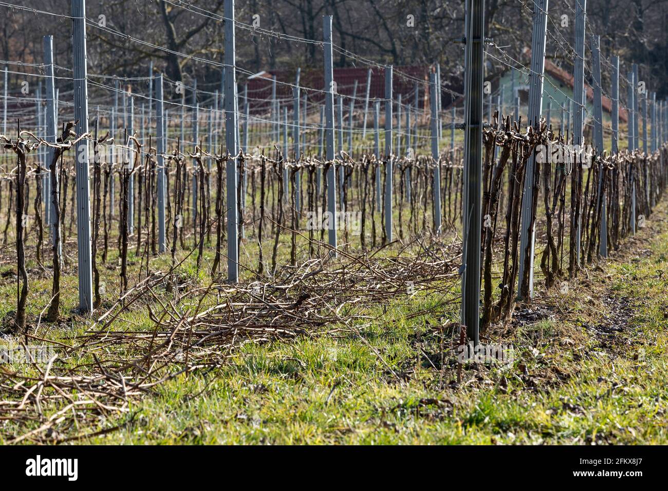 Weingarten After The Pruning Stock Photo