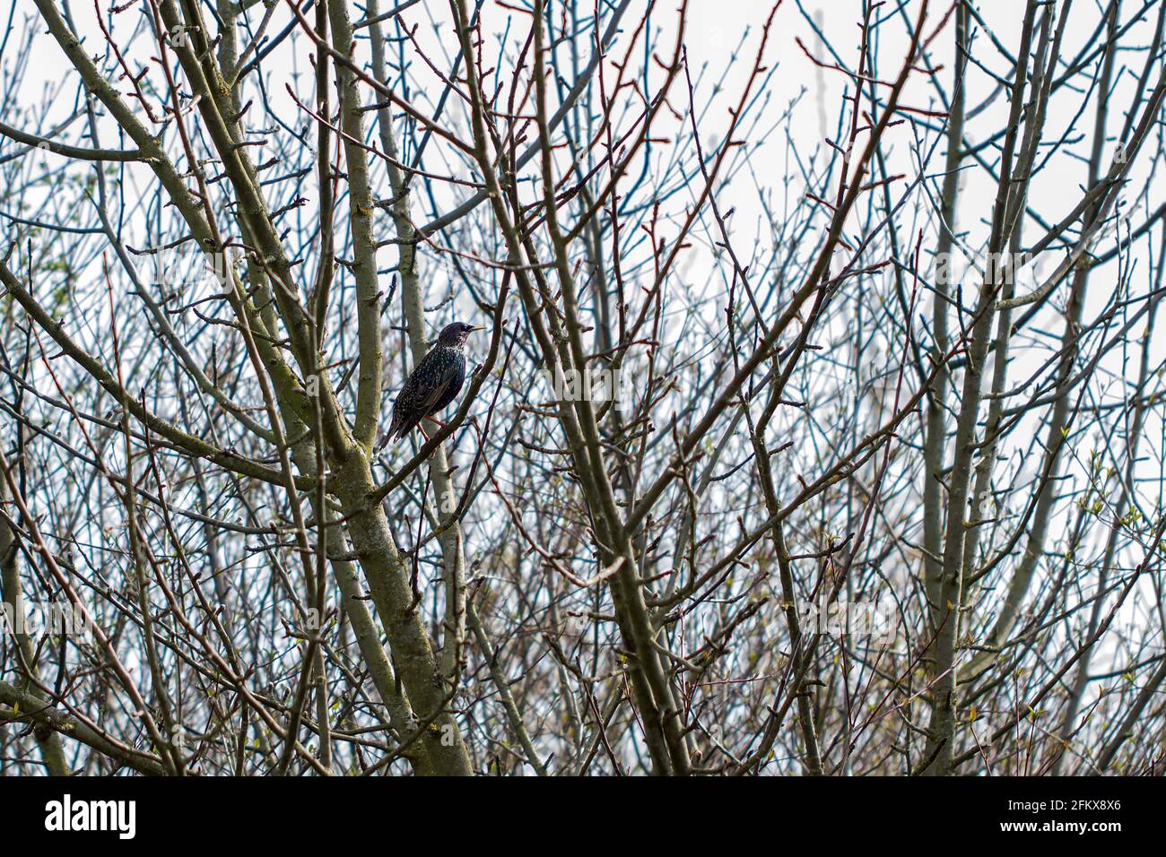 A starling sits on a branch in the bushes and sings a song. Stock Photo