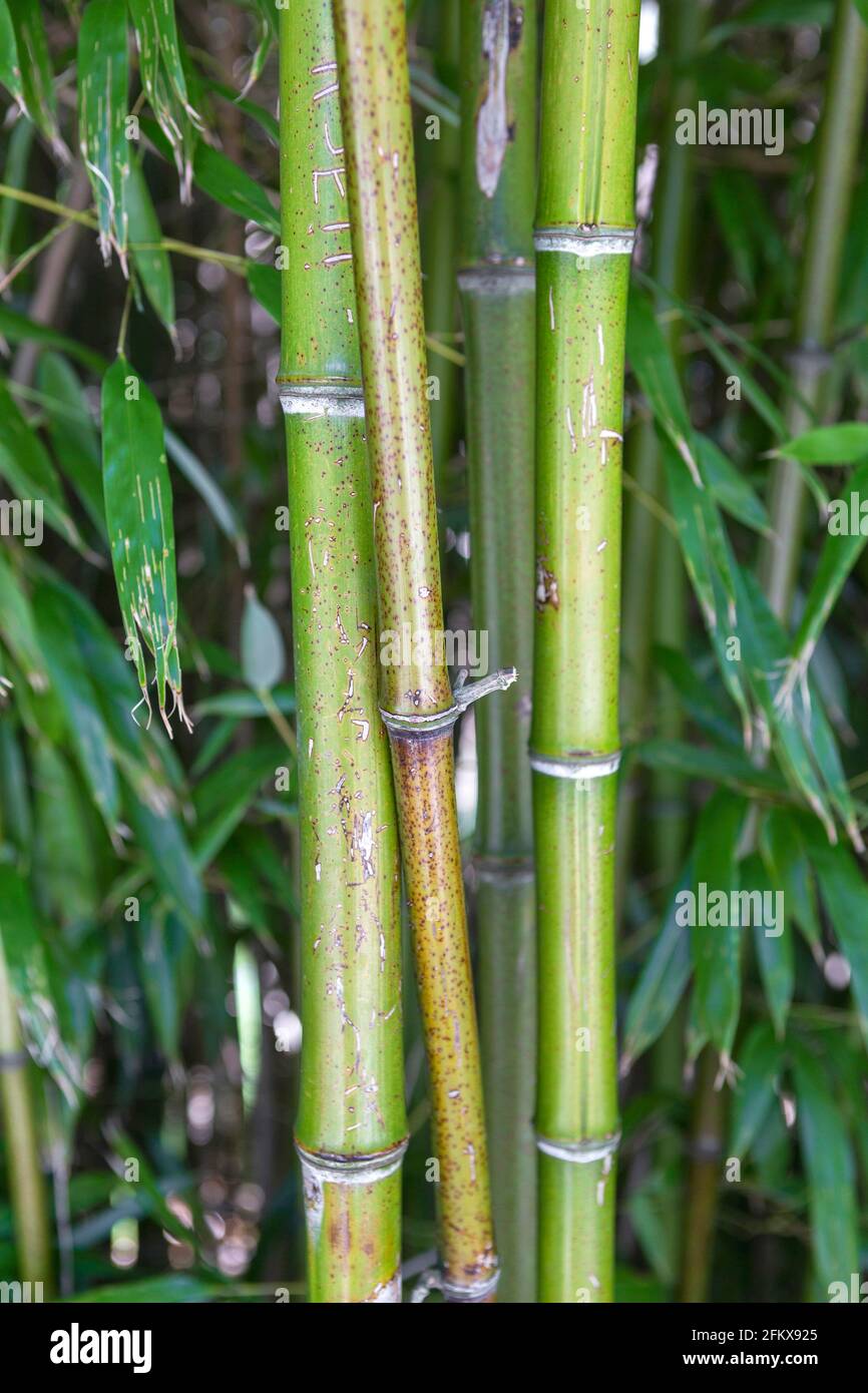 Bambusarten hires stock photography and images Alamy