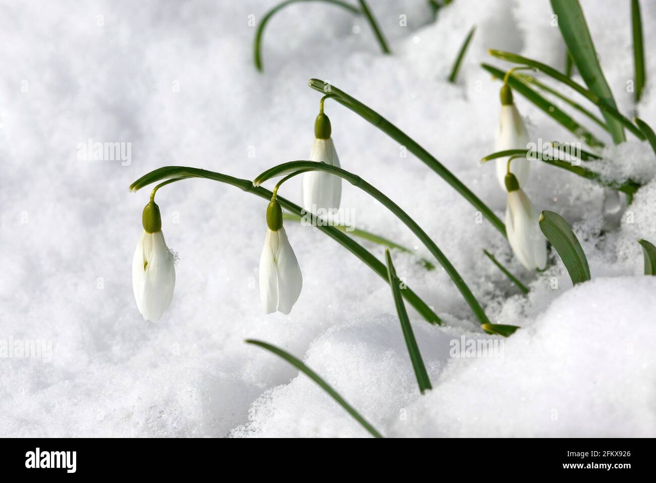 Snowdrops In Snow Stock Photo