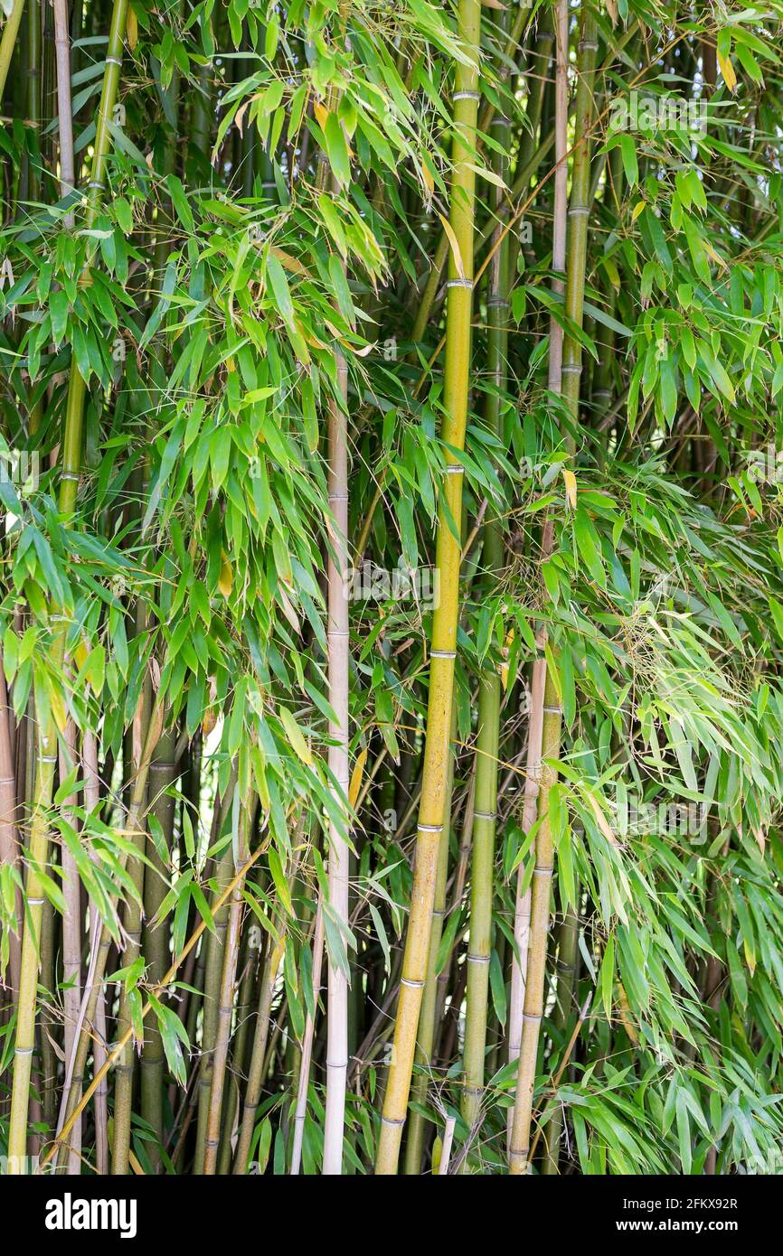 Bambusarten hires stock photography and images Alamy