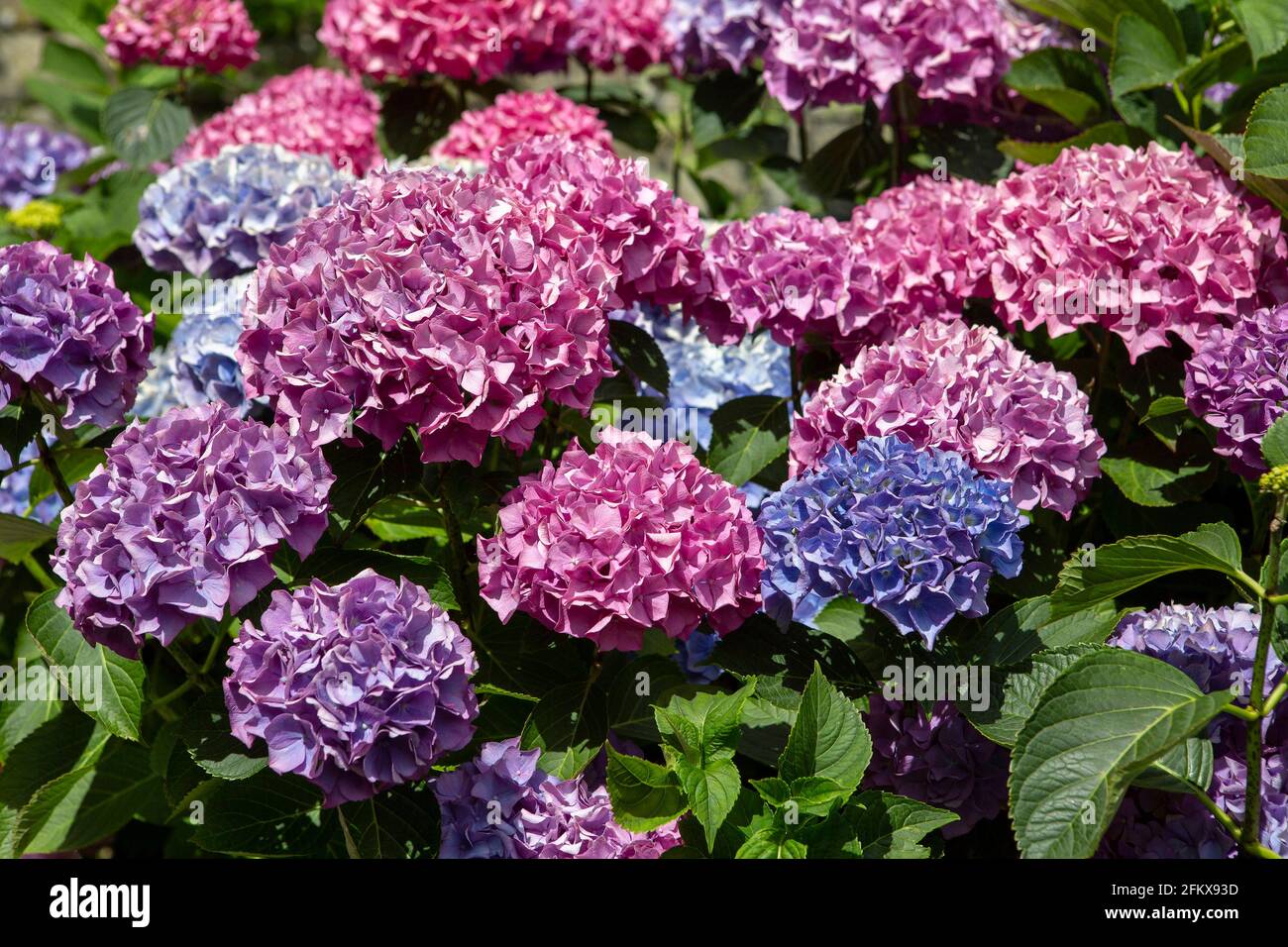 Hydrangeas, Hortensia Stock Photo Alamy