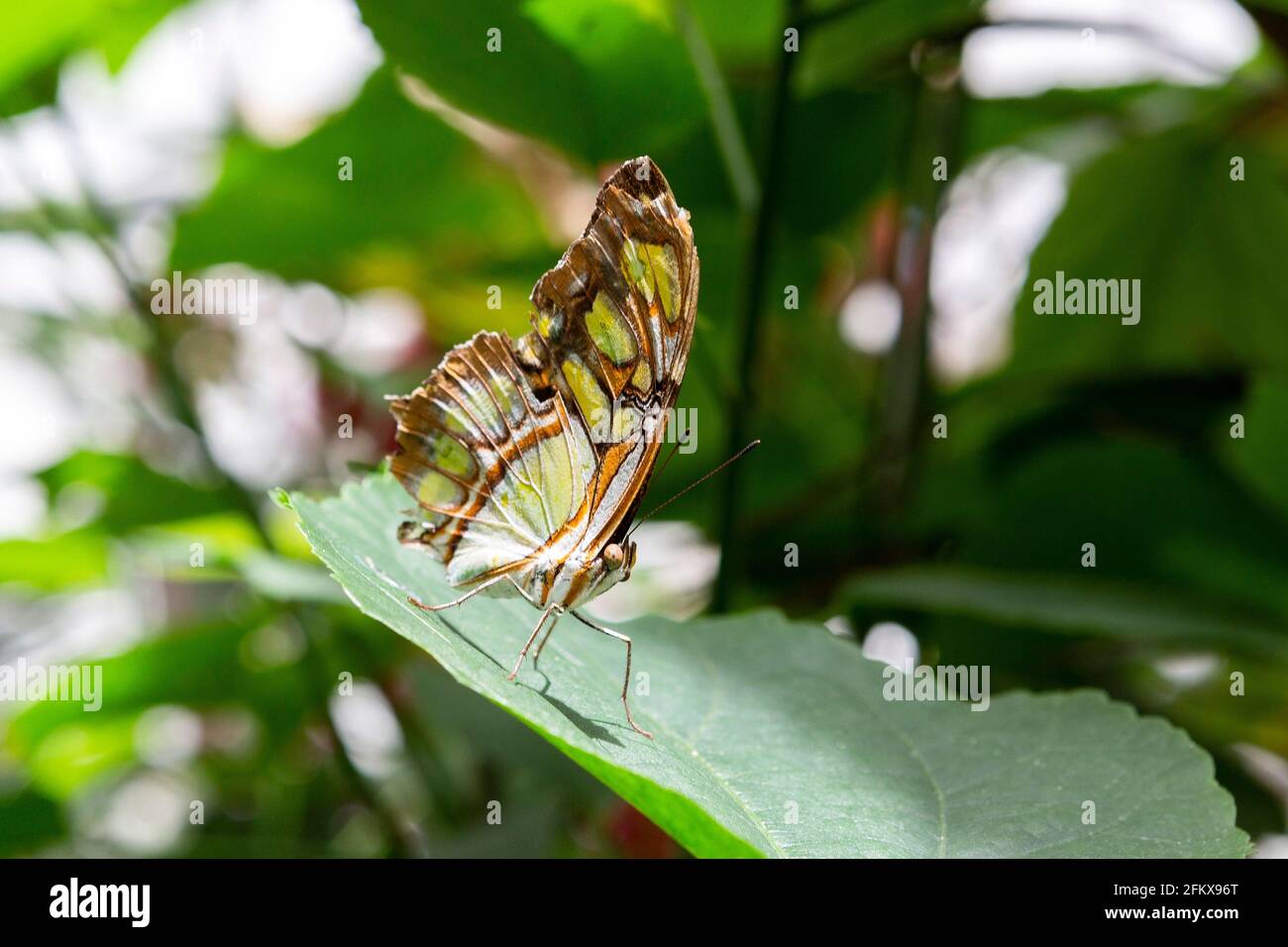 Malachite Butterfly, Siproeta Stelenes, Edelfalter Stock Photo