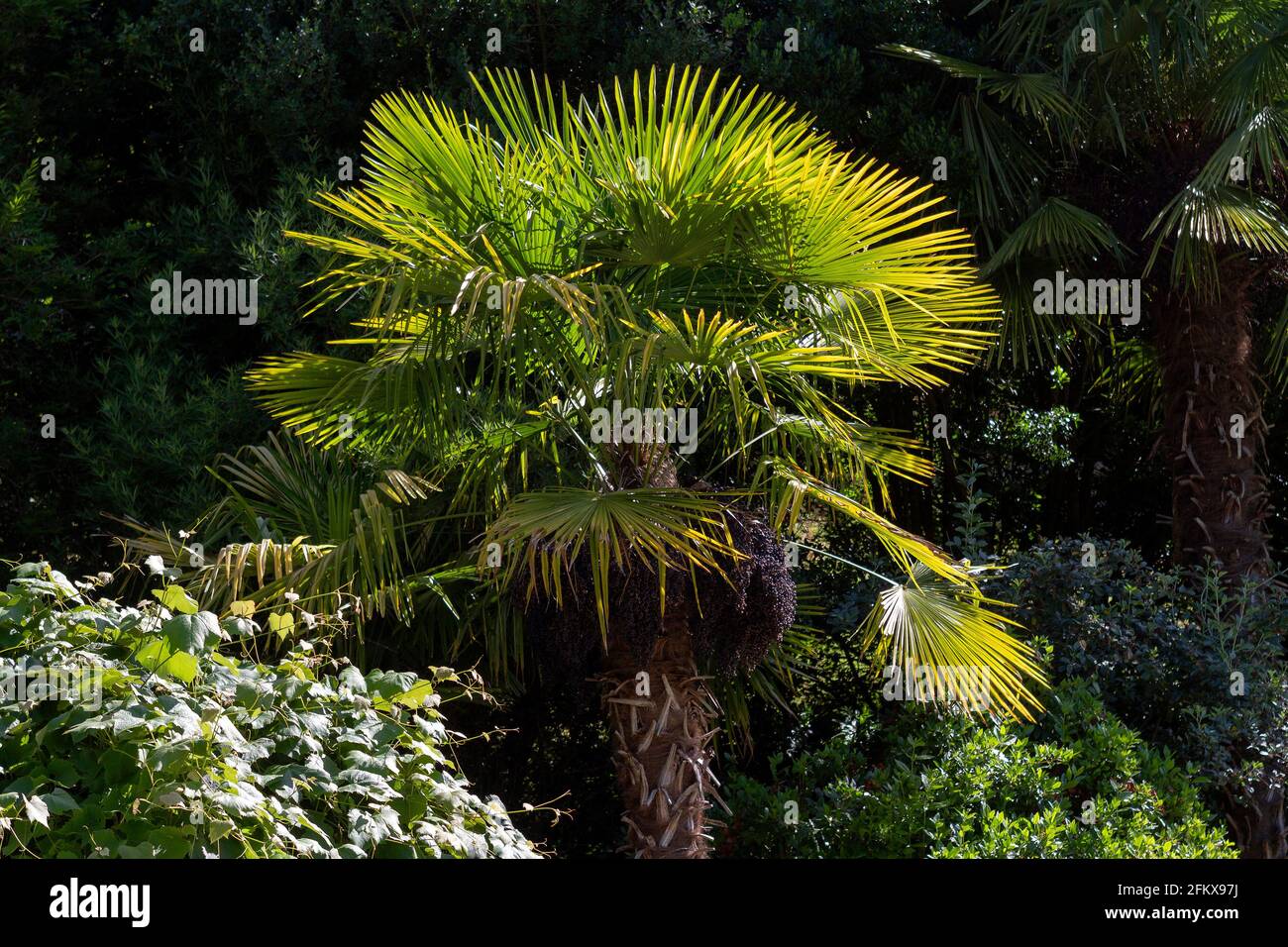 Hemp Palm Stock Photo