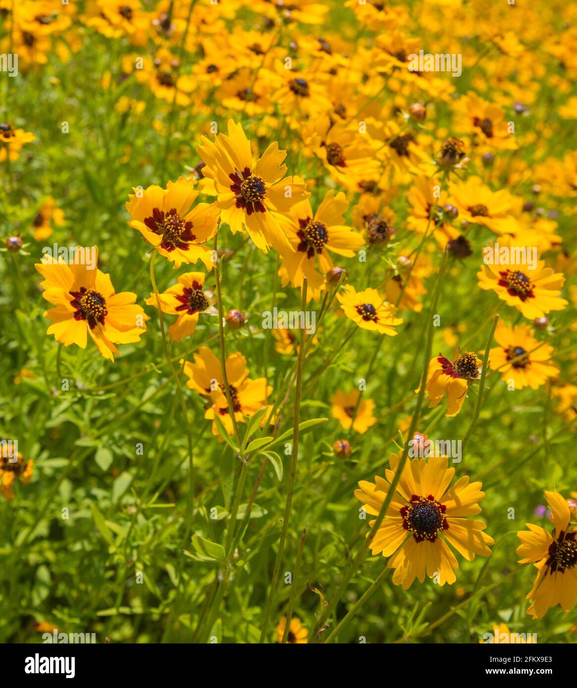 Yellow Coreopsis wildflowers growing by a roadside in North Florida
