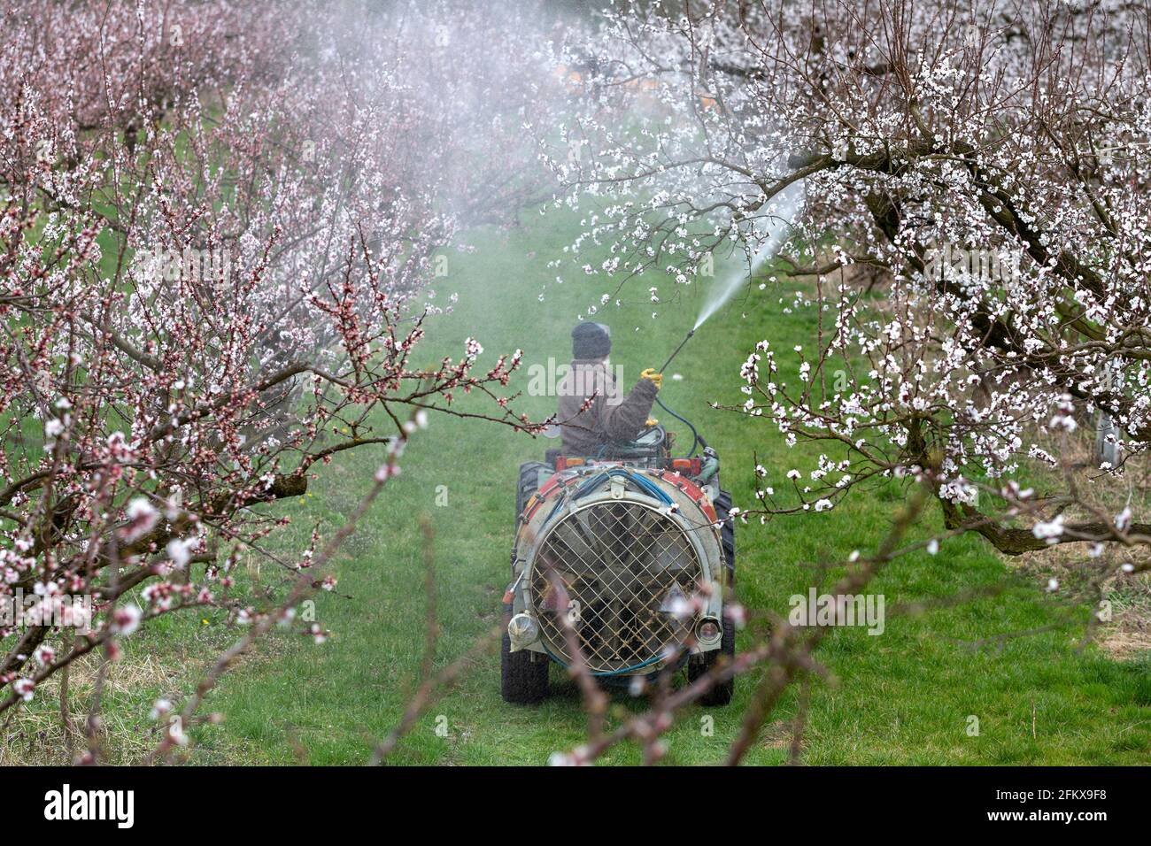 Apricot Trees, Apricot Trees Against Monilia Spray Stock Photo