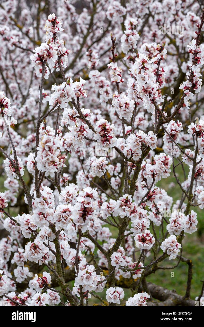 Apricot Blossom In The Wachau Lower Austria Stock Photo