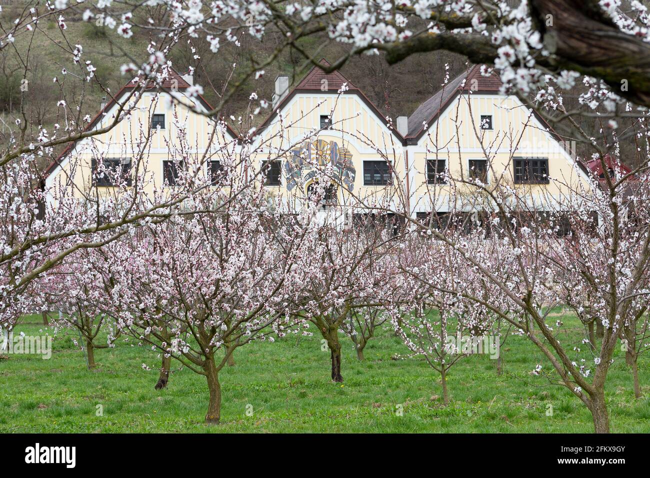 Apricot Blossom In The Wachau Lower Austria Stock Photo