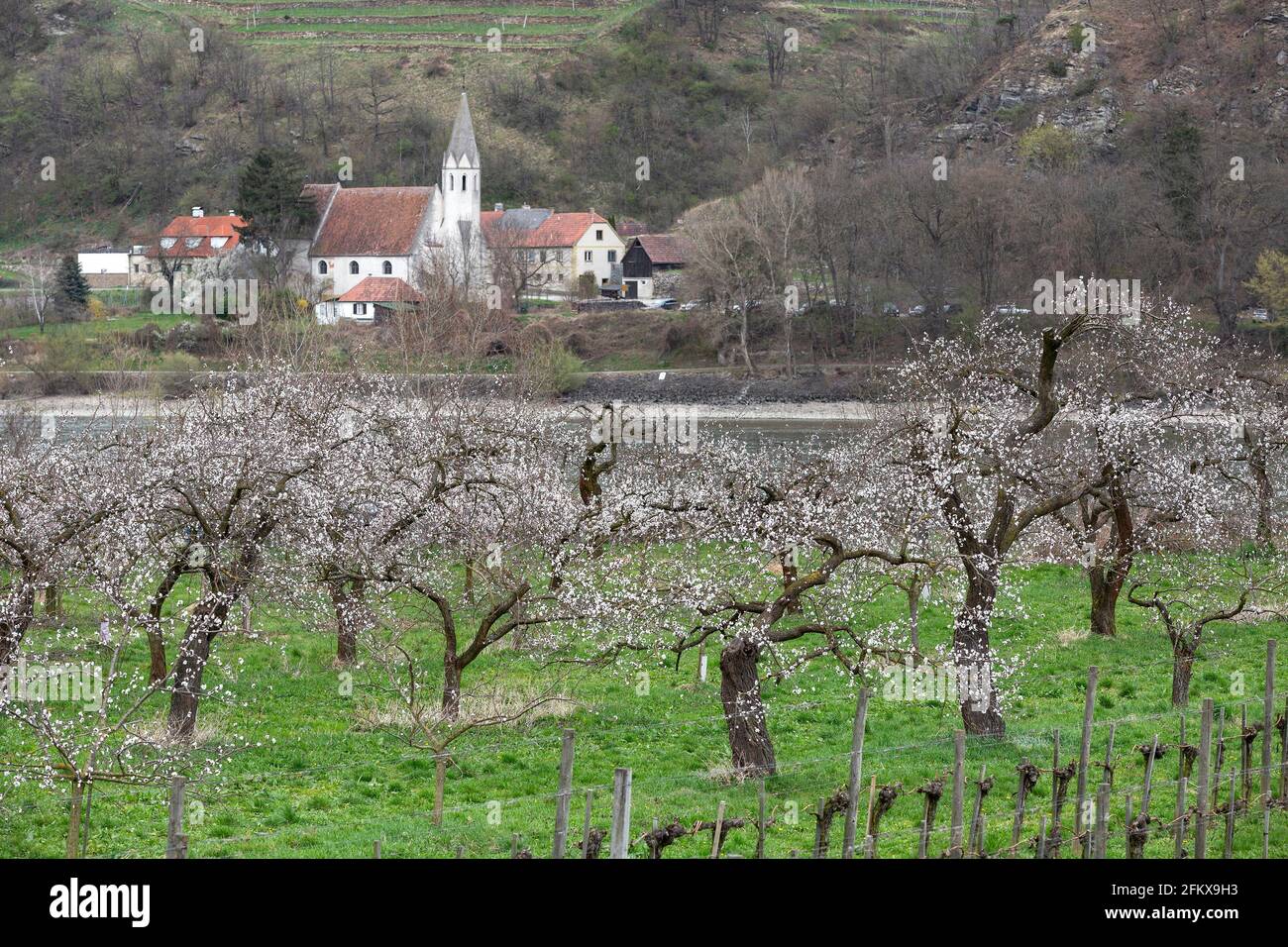 Apricot In Der Wachau Lower Austria With View To Sankt Johann In Mauerthale, Austria Stock Photo
