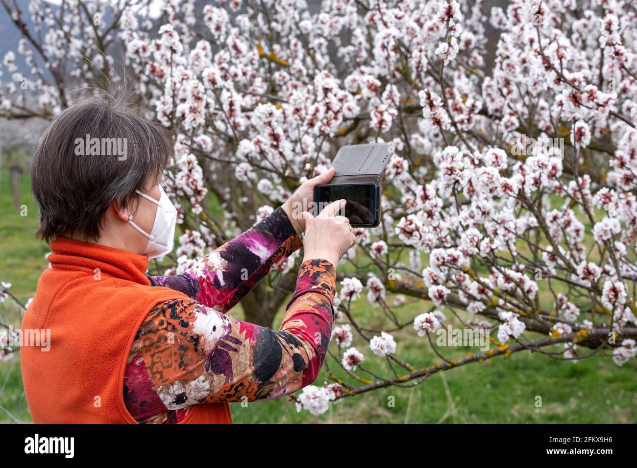 Tourist Photographs Apricot Blossom With Smartphone In The Wachau Lower Austria Stock Photo