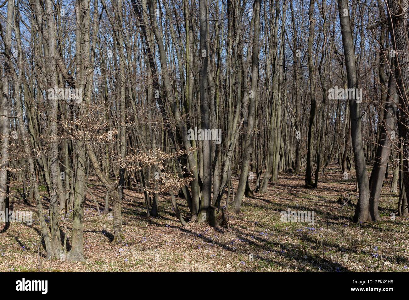 Alluvial Forest In Spring Stock Photo