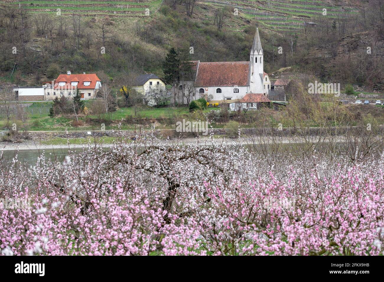 Peach Blossom And Apricot Blossom In Der Wachau Lower Austria With View To Sankt Johann In Mauerthale, Austria Stock Photo