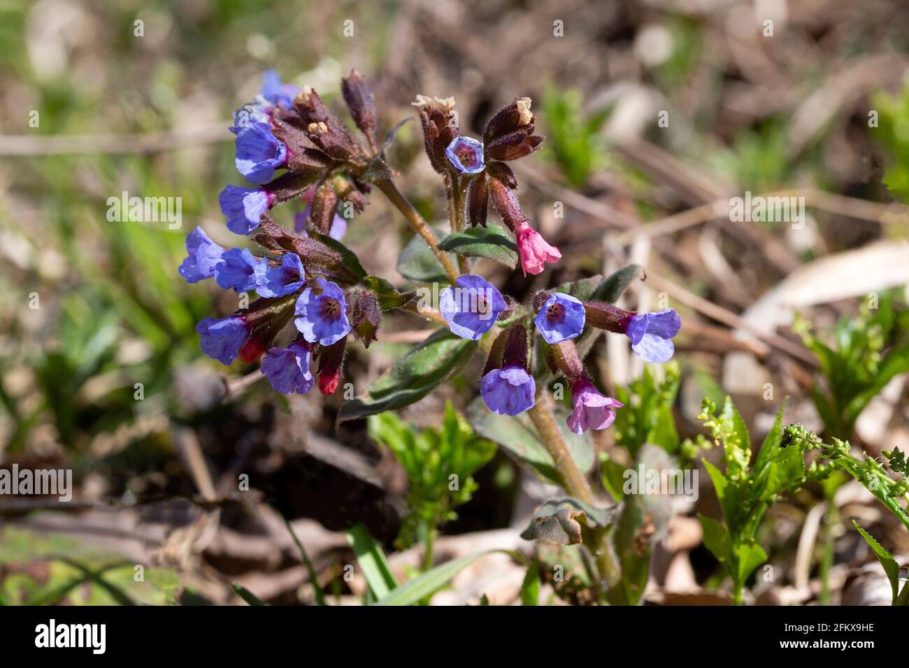 Blooming Lungwort, Pulmonaria Stock Photo