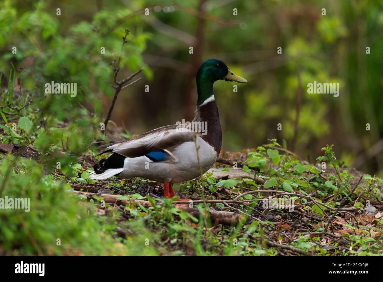 Male Mallard Duck in Spring Stock Photo
