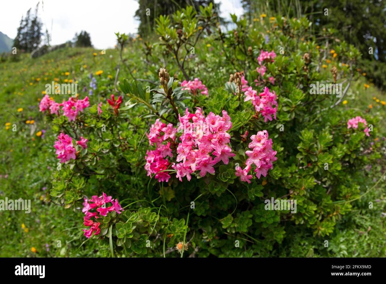Alpenrose, Rhododendron Stock Photo