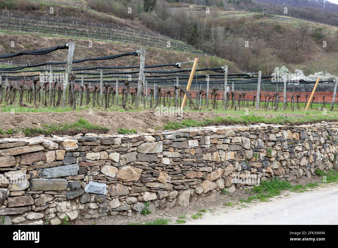 Dry Stone Wall In Der Wachau Lower Austria Stock Photo