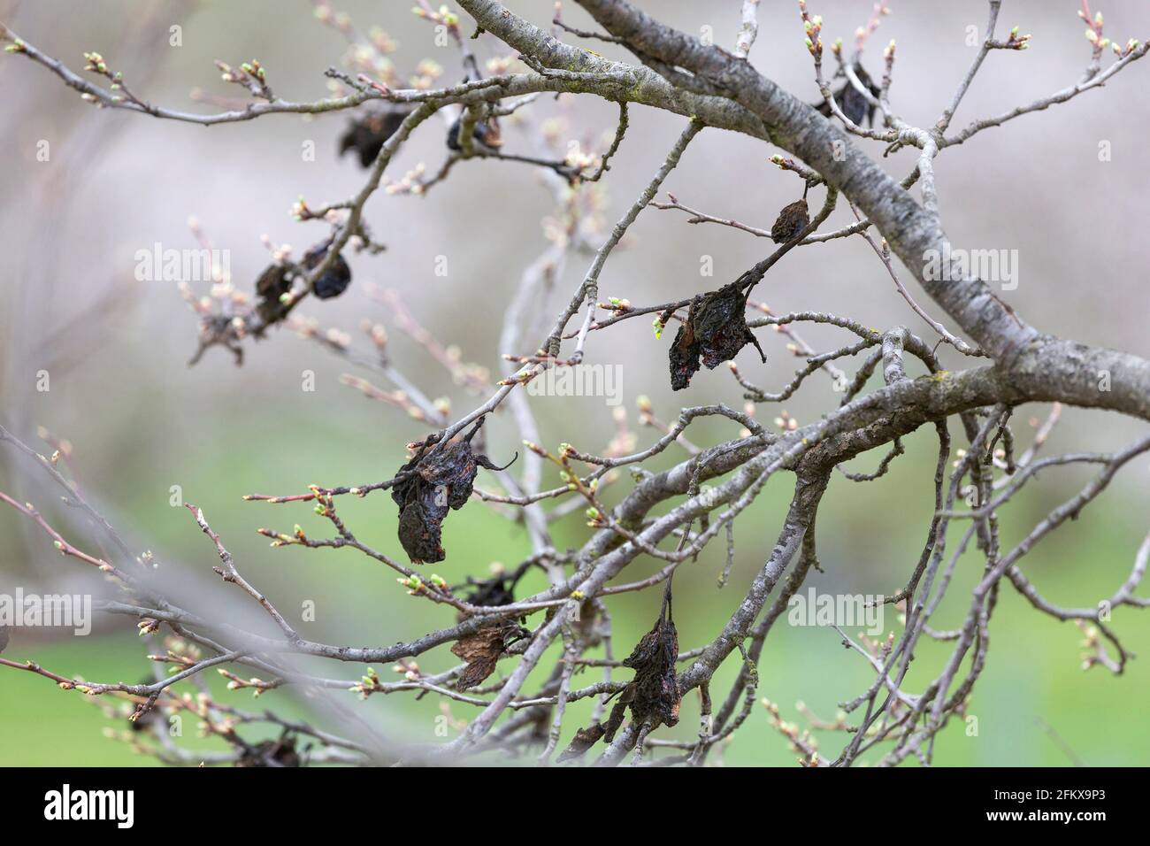 Plum Tree In Spring With Withered Fruits, Fruit Mummies Stock Photo