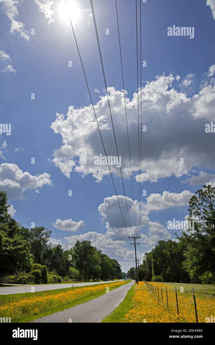 Yellow Coreopsis wildflowers growing by a roadside in North Florida