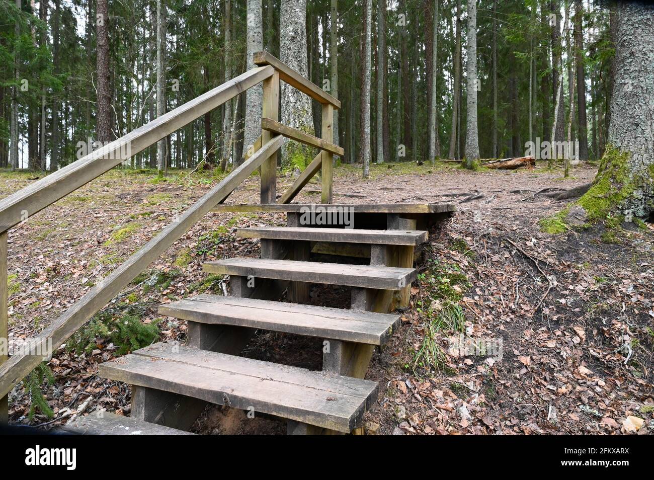 Forest path leading uphill hi-res stock photography and images - Alamy