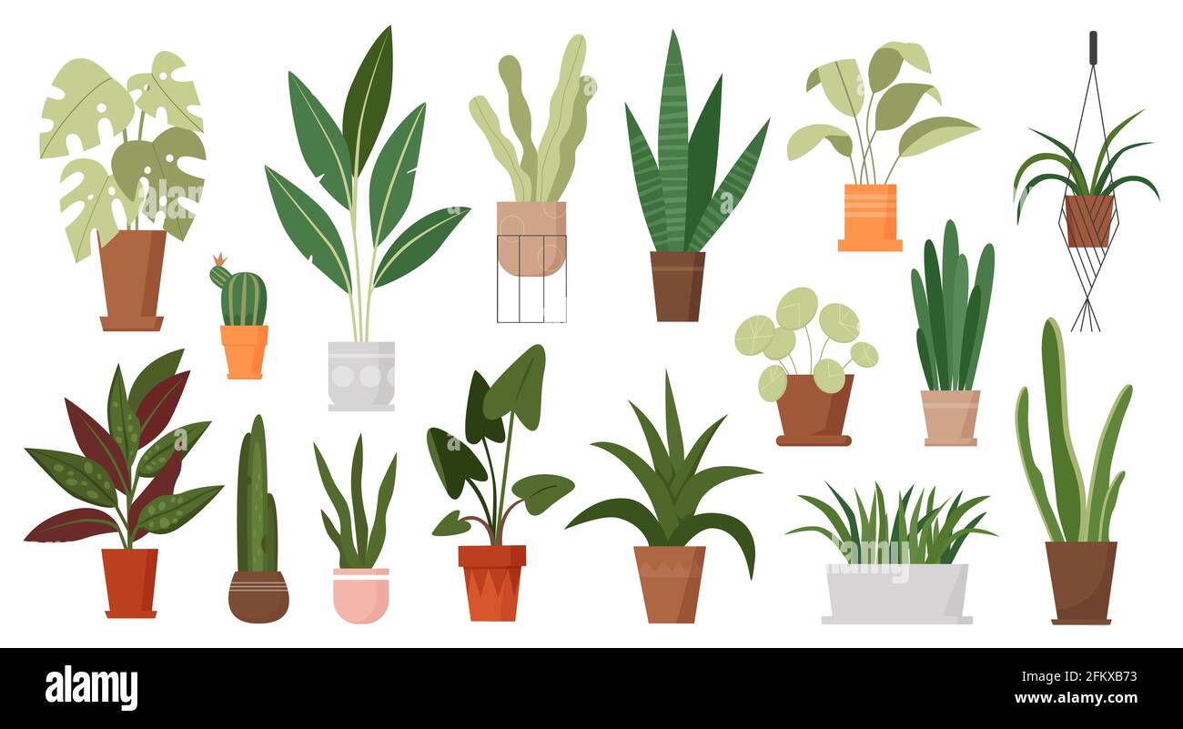 House plants grow in pots set, green houseplants growing in flowerpot, hanging in macrame Stock Vector