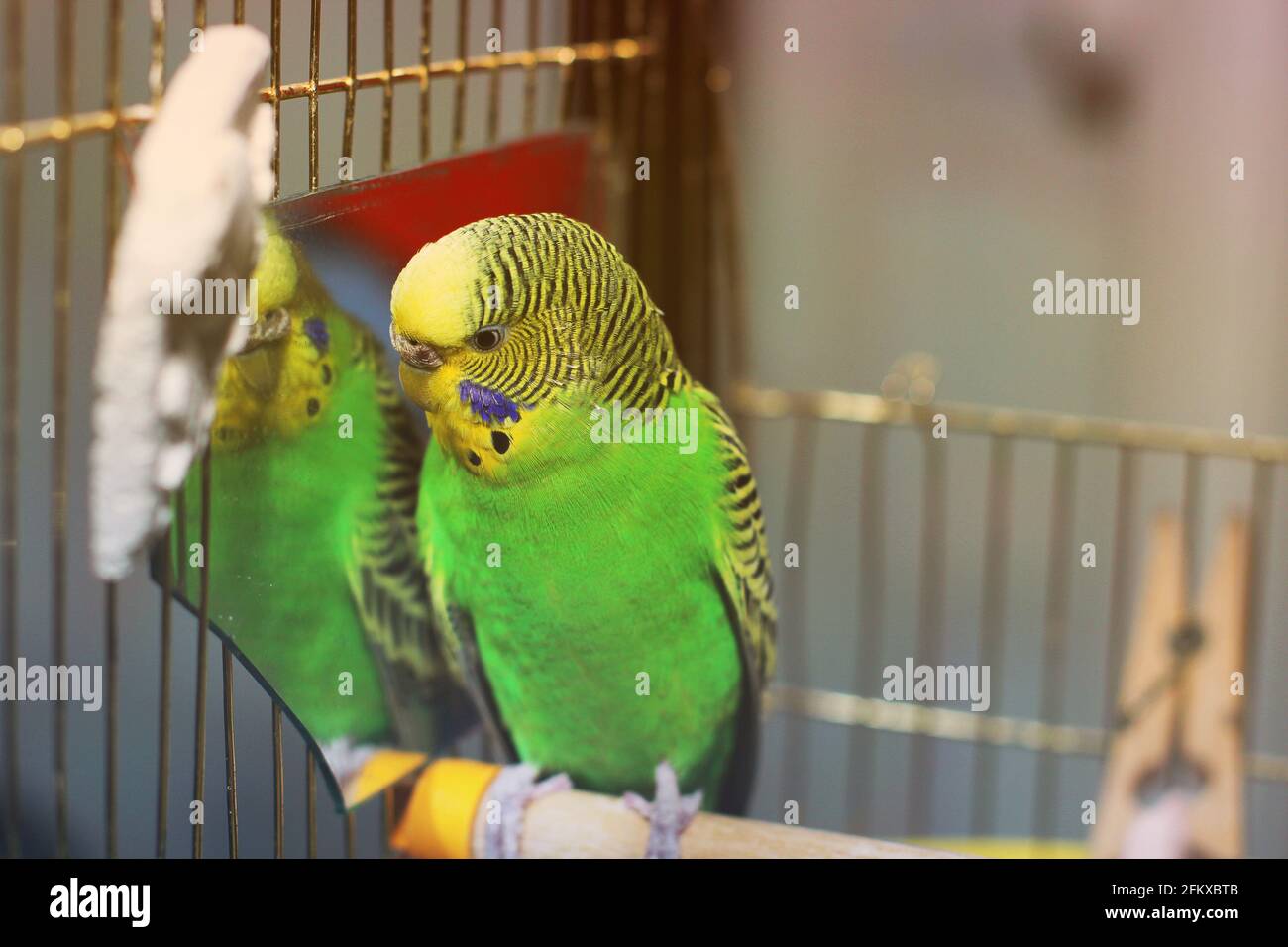 Wavy parrot near the mirror Stock Photo