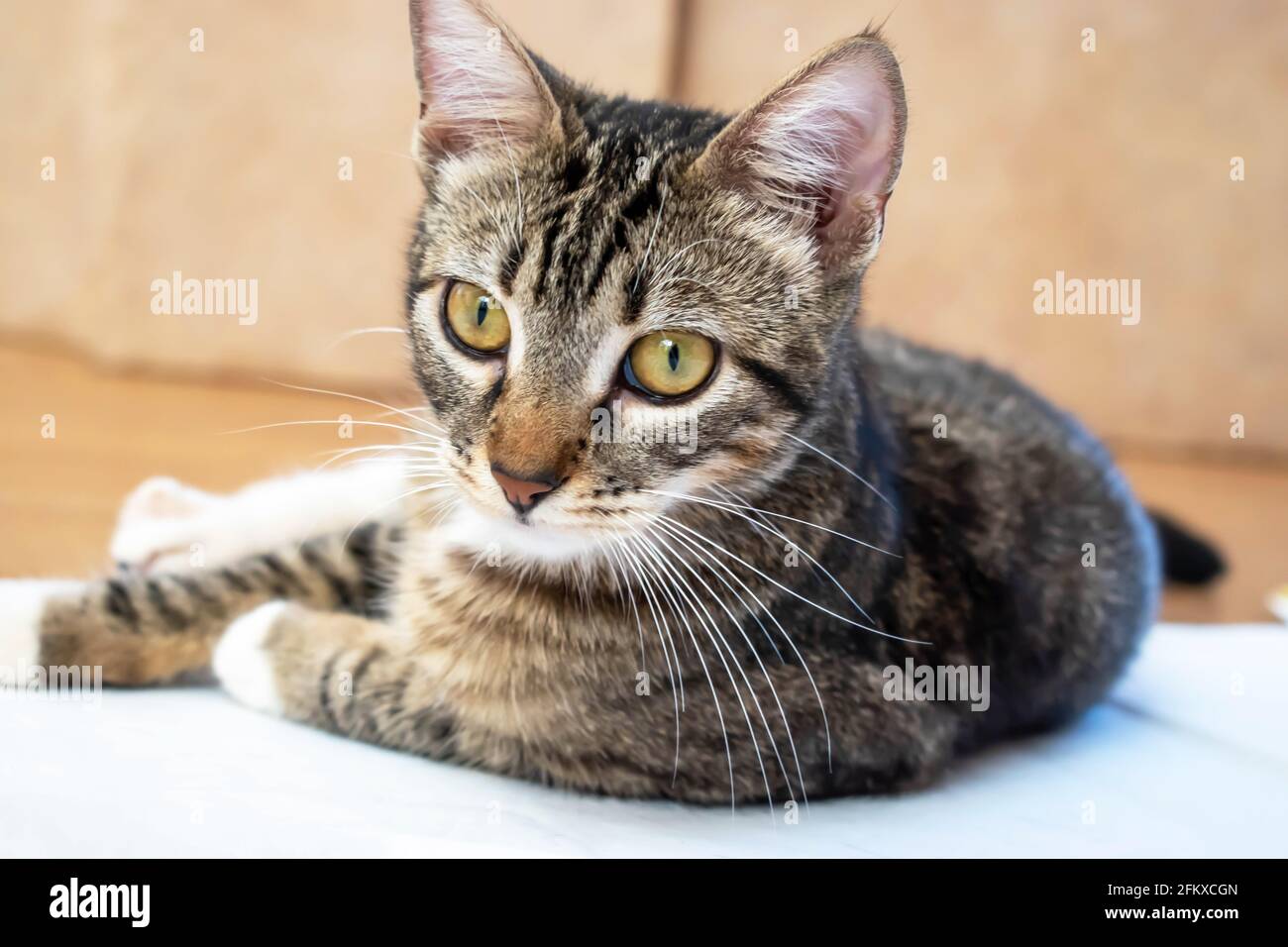 portrait-of-a-domestic-short-haired-cat-stock-photo-alamy