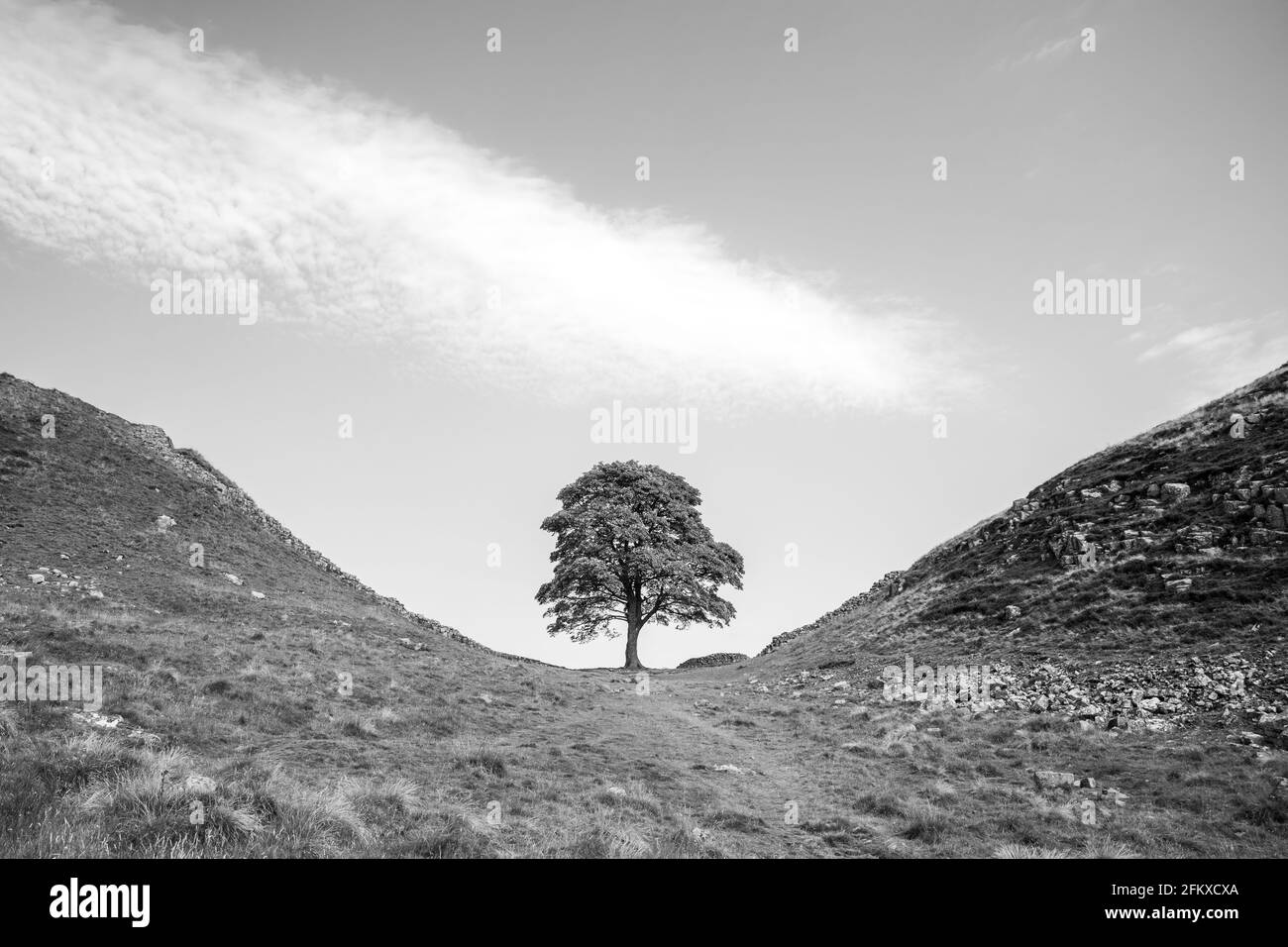 Northumberland UK: Sycamore Gap on Hadrians Wall up close (no people) in monochrome Stock Photo