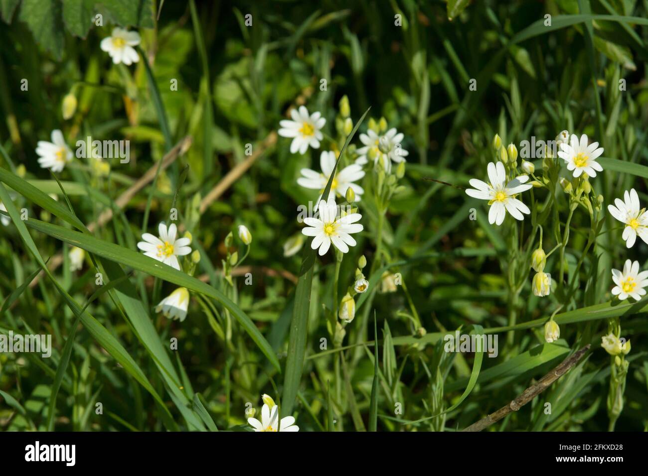 Greater Stitchwort latin name Rabelera holostea flowers in a  hedgerow in spring time in North Wales Stock Photo