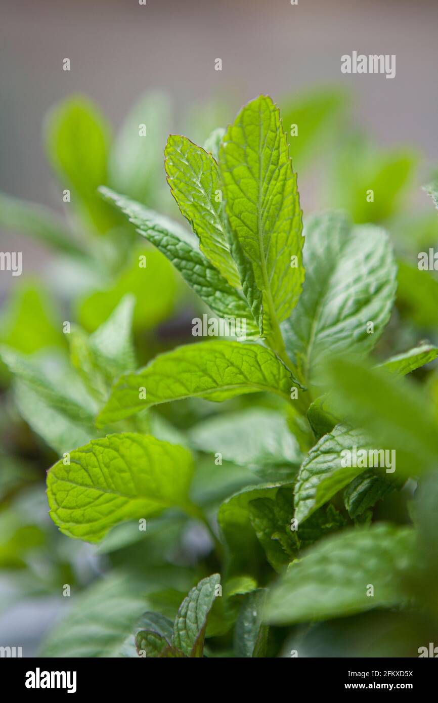 Mentha spicata (spearmint, garden mint, common mint, lamb mint, mackerel mint) growing in the garden Stock Photo