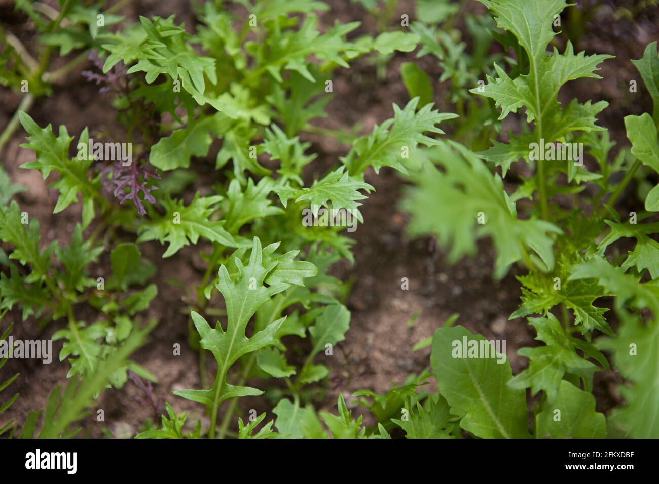 Salad leaves / leaf vegetables growing in soil in the garden, mostly rocket (arugula, Eruca vesicaria) Stock Photo