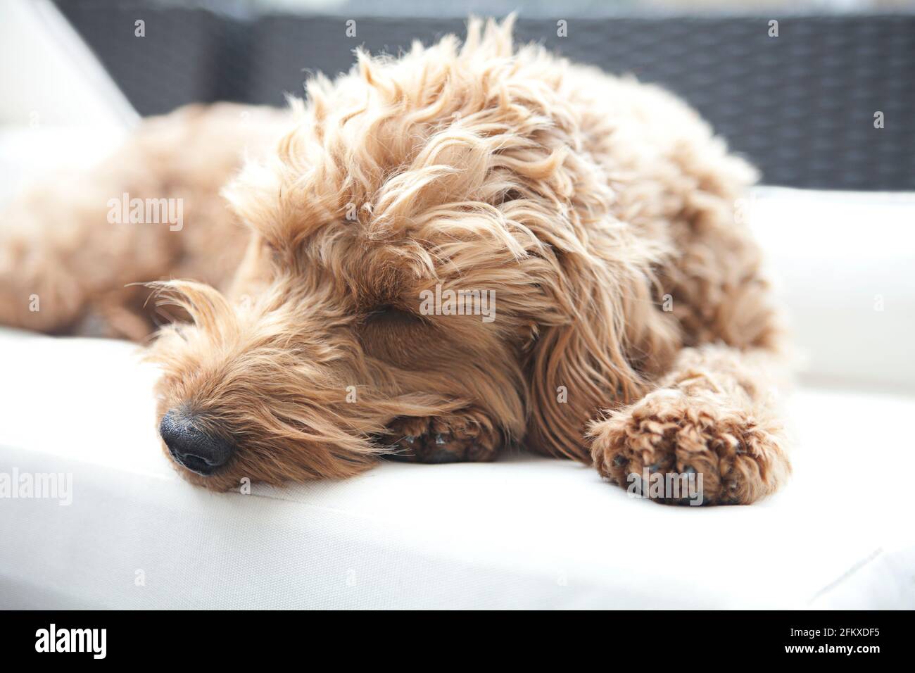 How Long Does A Cockapoo Sleep