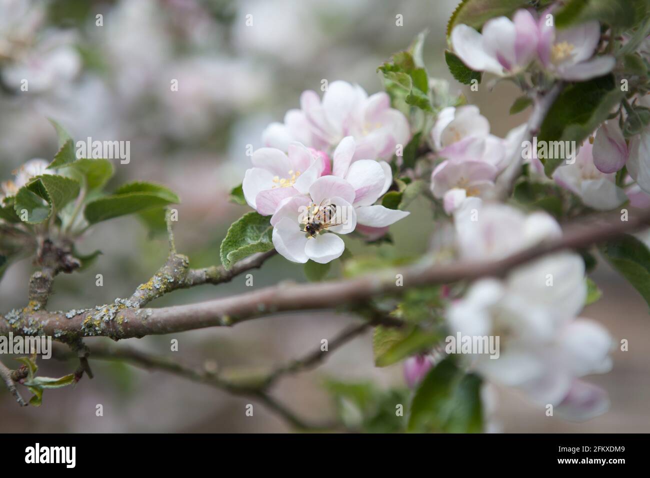 The European honey bee (western honey bee) Apis mellifera pollinates apple blossom (Malus domestica) of the variety 'Bedfordshire foundling'. Spring Stock Photo