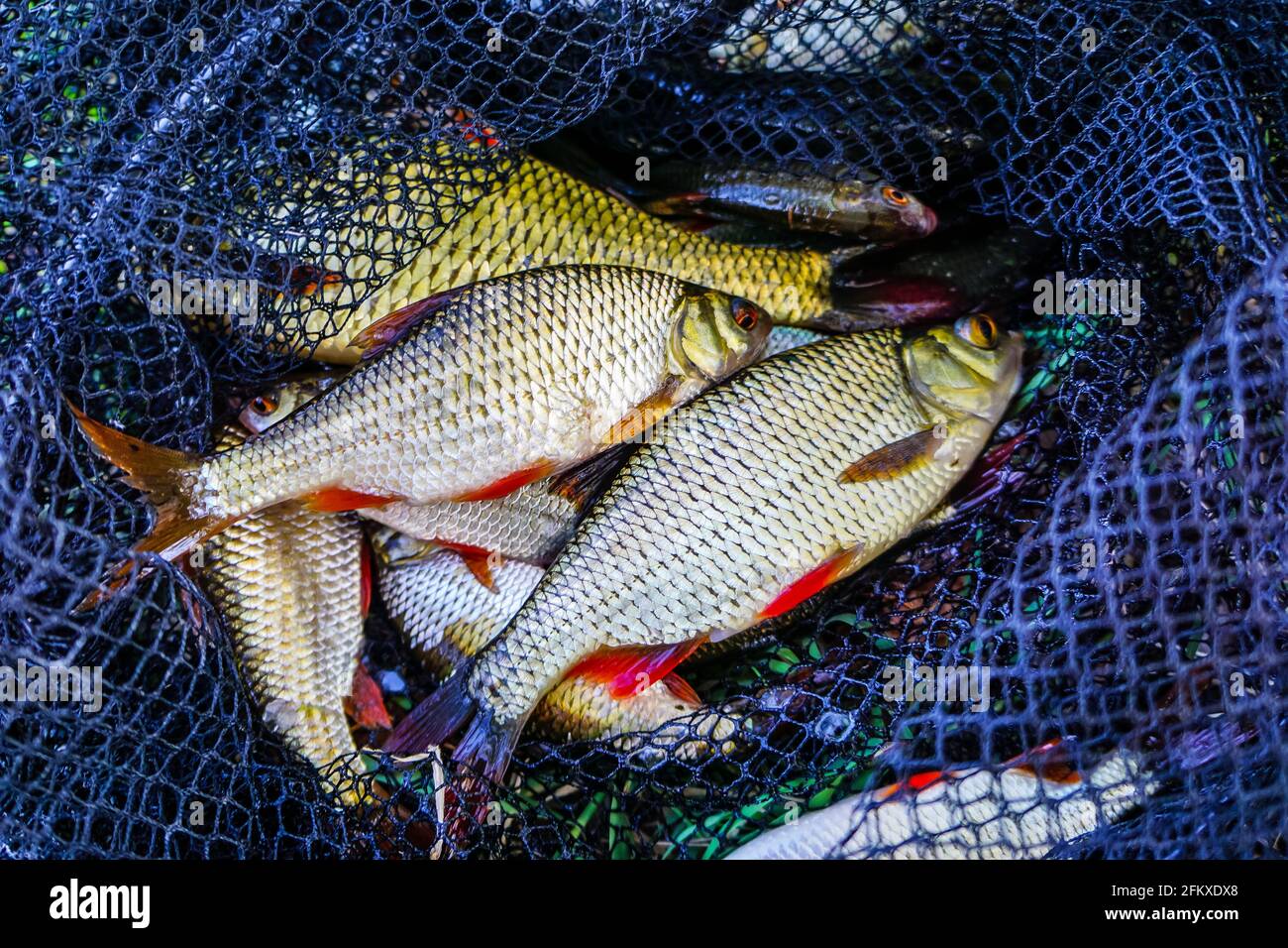 Top view of bunch of small fish in the fishing net Stock Photo - Alamy